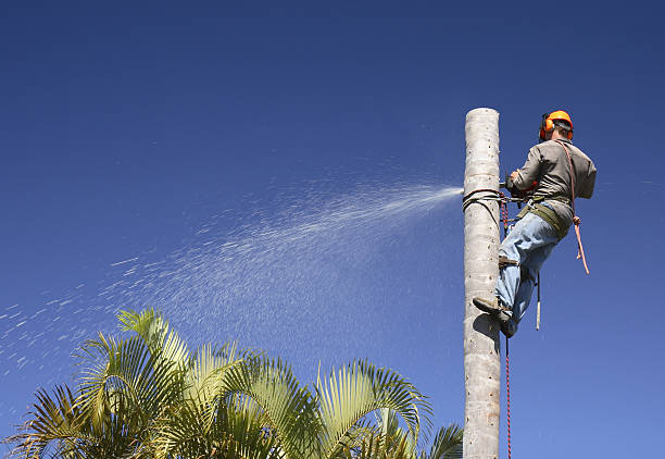 Best Tree Health Inspection  in Pagosa Springs, CO