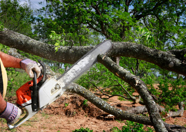 Best Storm Damage Tree Cleanup  in Pagosa Springs, CO